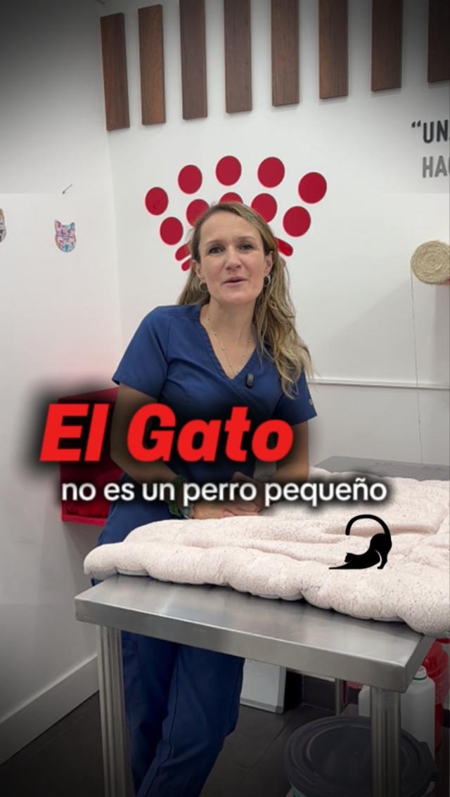 Video de The Cat Clinic